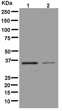 Western blot - Anti-ARH antibody [EPR13115] - BSA and Azide free (AB250304)
