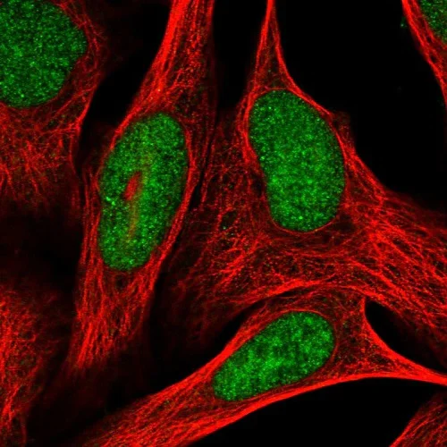 Immunocytochemistry/ Immunofluorescence - Anti-ARH3 antibody (AB224751)