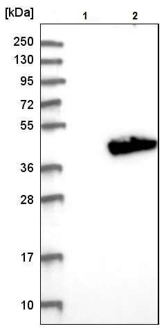 Western blot - Anti-ARH3 antibody (AB224751)