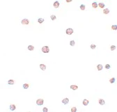 Immunocytochemistry - Anti-ARHGAP18 antibody (AB106553)