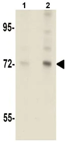 Western blot - Anti-ARHGAP18 antibody (AB106553)