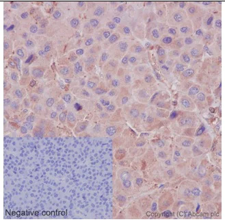 Immunohistochemistry (Formalin/PFA-fixed paraffin-embedded sections) - Anti-ARHGAP25 antibody [EPR13233-60] - BSA and Azide free (AB251103)