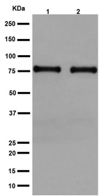 Western blot - Anti-ARHGAP25 antibody [EPR13233-60] - BSA and Azide free (AB251103)