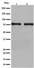 Western blot - Anti-ARHGAP25 antibody [EPR13233-60] - BSA and Azide free (AB251103)