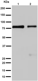 Western blot - Anti-ARHGAP25 antibody [EPR13233-60] - BSA and Azide free (AB251103)