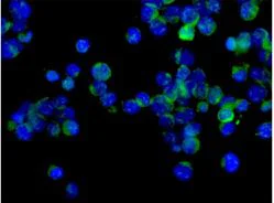 Immunocytochemistry/ Immunofluorescence - Anti-ARHGAP25 antibody [EPR13233] - BSA and Azide free (AB250423)