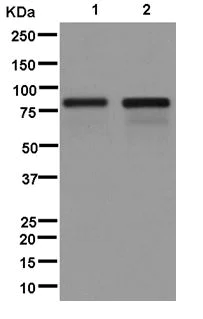 Western blot - Anti-ARHGAP25 antibody [EPR13233] - BSA and Azide free (AB250423)