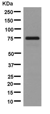 Western blot - Anti-ARHGAP25 antibody [EPR13233] - BSA and Azide free (AB250423)