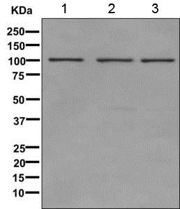 Western blot - Anti-ARHGAP27 antibody [EPR12250] - BSA and Azide free (AB249685), expandable thumbnail