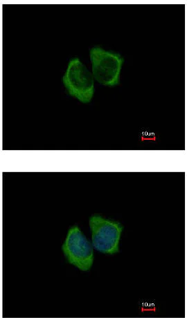 Immunocytochemistry/ Immunofluorescence - Anti-ARHGEF3 antibody (AB154263)