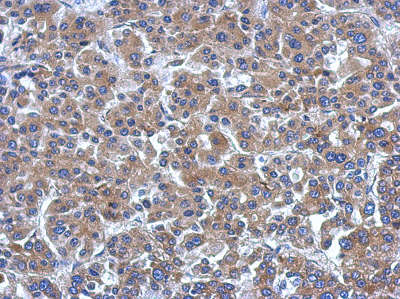 Immunohistochemistry (Formalin/PFA-fixed paraffin-embedded sections) - Anti-ARHGEF3 antibody (AB154263), expandable thumbnail