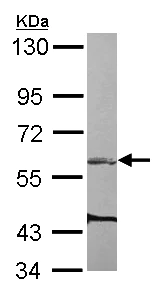 Western blot - Anti-ARHGEF3 antibody (AB154263)