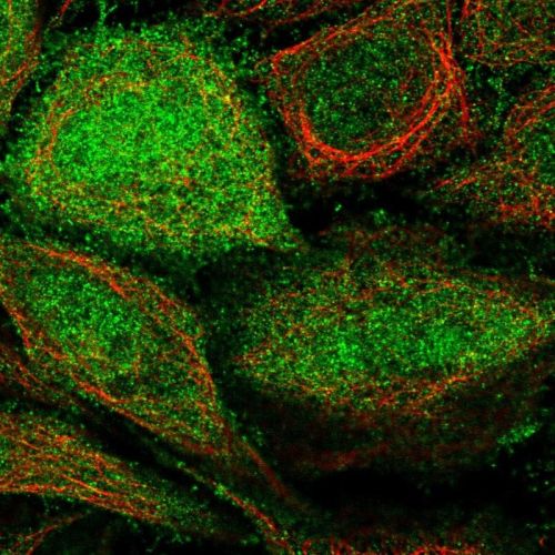 Immunocytochemistry/ Immunofluorescence - Anti-ARHGEF5 antibody (AB244433), expandable thumbnail