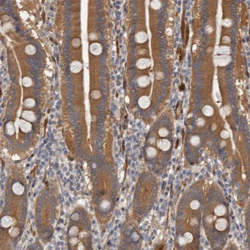 Immunohistochemistry (Formalin/PFA-fixed paraffin-embedded sections) - Anti-ARHGEF5 antibody (AB244433)