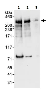 Western blot - Anti-ARID1A antibody (AB264171)