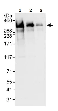 Western blot - Anti-ARID1A antibody (AB264172)