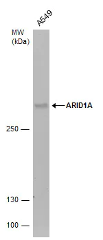 Western blot - Anti-ARID1A antibody (AB272905)