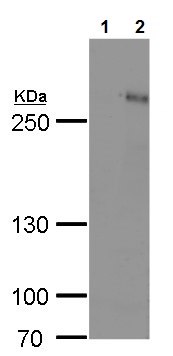 Western blot - Anti-ARID1A antibody - C-terminal (AB227862)