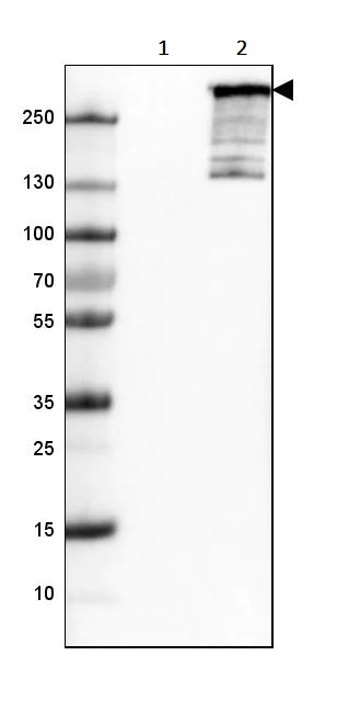 Western blot - Anti-ARID1A antibody [CL3595] (AB242377)