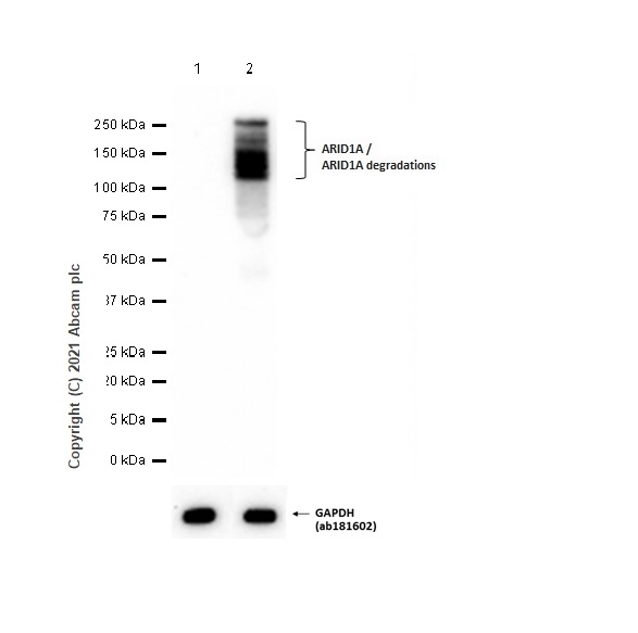Western blot - Anti-ARID1A antibody [EPR13501-73] (ab182561), expandable thumbnail