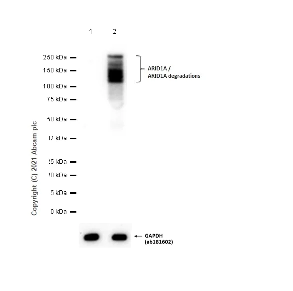 Western blot - Anti-ARID1A antibody [EPR13501-73] (AB182561)