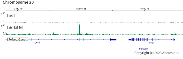 ChIC/CUT&RUN sequencing - Anti-ARID1A antibody [EPR13501] (ab182560), expandable thumbnail
