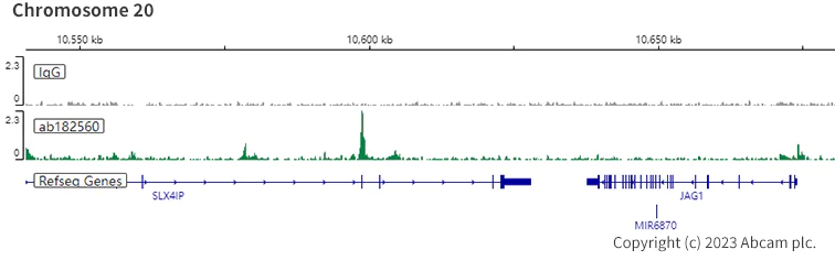 ChIC/CUT&RUN sequencing - Anti-ARID1A antibody [EPR13501] (AB182560)