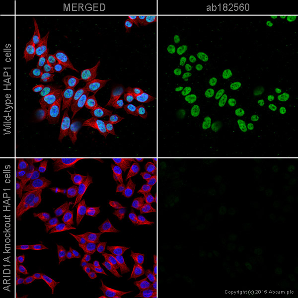 Immunocytochemistry/ Immunofluorescence - Anti-ARID1A antibody [EPR13501] (AB182560), expandable thumbnail