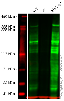Western blot - Anti-ARID1A antibody [EPR13501] (AB182560), expandable thumbnail