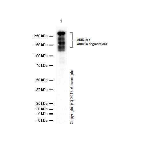 Western blot - Anti-ARID1A antibody [EPR13501] (ab182560), expandable thumbnail