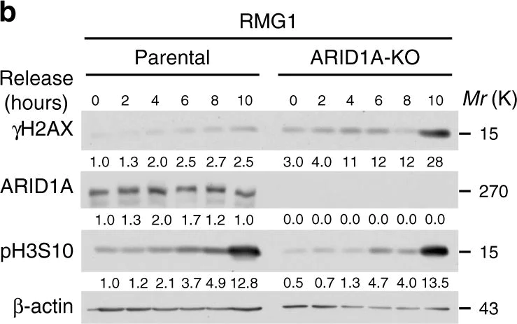 Western blot - Anti-ARID1A antibody [EPR13501] (AB182560)