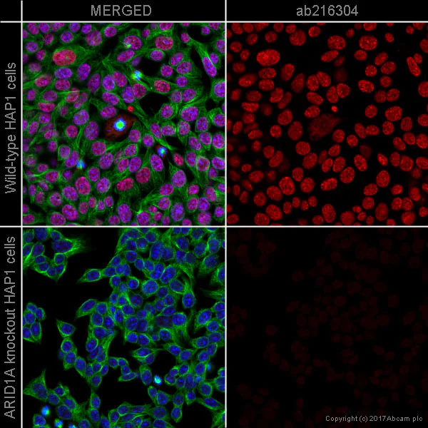 Immunocytochemistry/ Immunofluorescence - Anti-ARID1A antibody [EPR13501] - BSA and Azide free (AB217154)