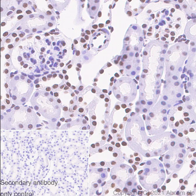 Immunohistochemistry (Formalin/PFA-fixed paraffin-embedded sections) - Anti-ARID1A antibody [EPR13501] - BSA and Azide free (AB217154)