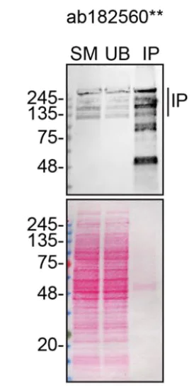 Immunoprecipitation - Anti-ARID1A antibody [EPR13501] - BSA and Azide free (AB217154)