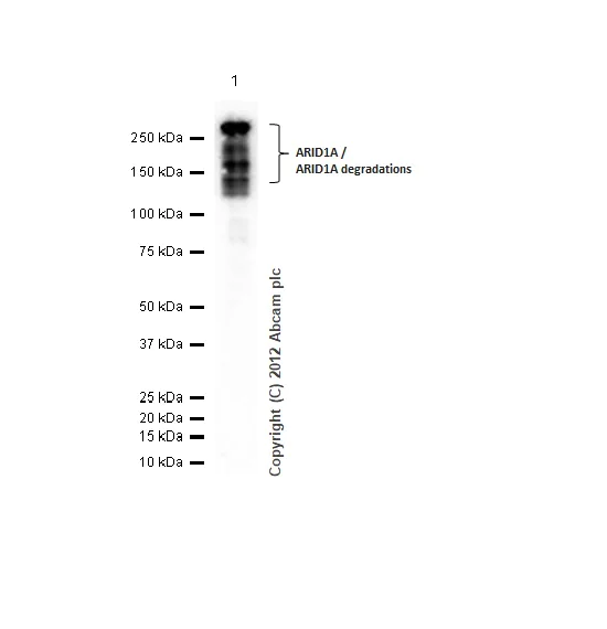 Western blot - Anti-ARID1A antibody [EPR13501] - BSA and Azide free (AB217154)