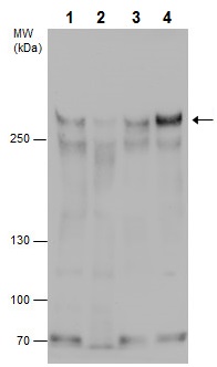 Western blot - Anti-ARID1B antibody (AB226762)