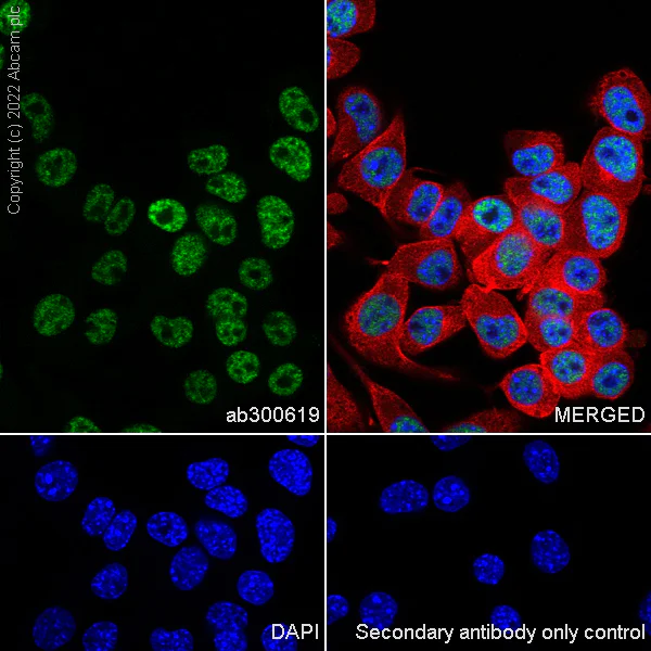 Immunocytochemistry/ Immunofluorescence - Anti-ARID1B antibody [EPR25408-34] (AB300619)