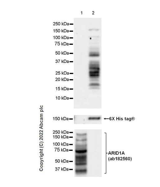 Western blot - Anti-ARID1B antibody [EPR25408-34] (AB300619)