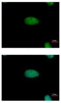 Immunocytochemistry/ Immunofluorescence - Anti-ARID3A antibody - C-terminal (AB227274)