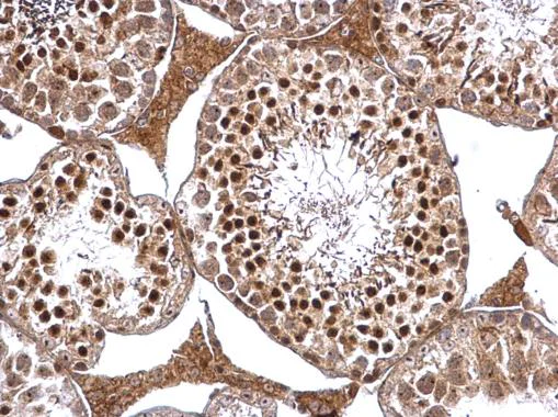 Immunohistochemistry (Formalin/PFA-fixed paraffin-embedded sections) - Anti-ARID3A antibody - C-terminal (AB227274)
