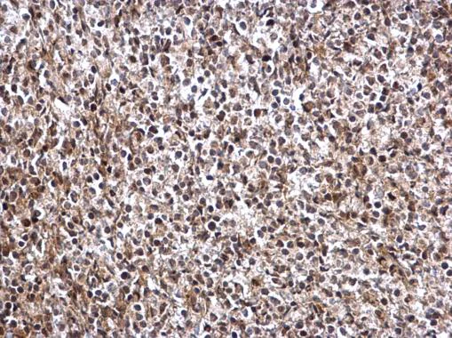 Immunohistochemistry (Formalin/PFA-fixed paraffin-embedded sections) - Anti-ARID3A antibody - C-terminal (AB227274)