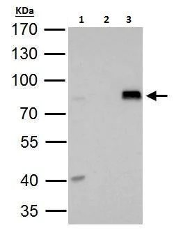 Immunoprecipitation - Anti-ARID3A antibody - C-terminal (AB227274)