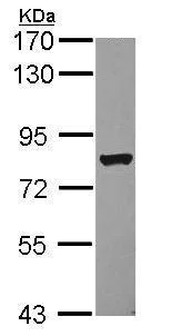 Western blot - Anti-ARID3A antibody - C-terminal (AB227274)