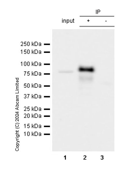 Immunoprecipitation - Anti-ARID3A antibody [EPR26964-29] (AB322894), expandable thumbnail