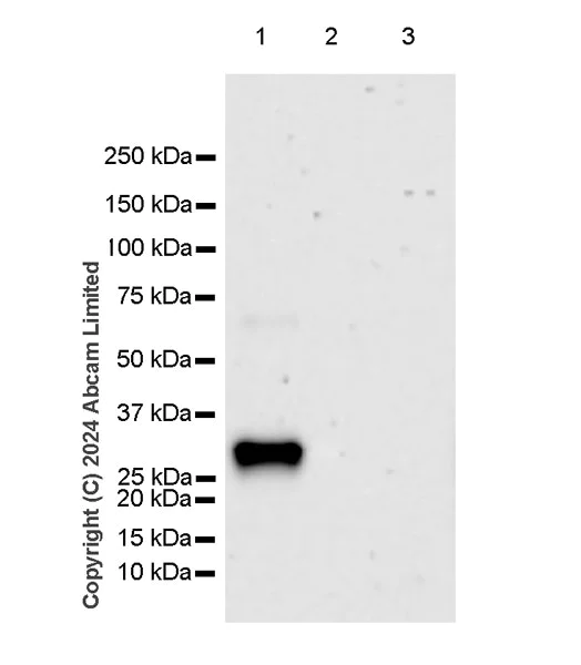 Western blot - Anti-ARID3A antibody [EPR26964-29] (AB322894)