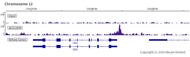 ChIP-sequencing - Anti-ARID3A antibody [EPR26964-29] - BSA and Azide free (AB324818)