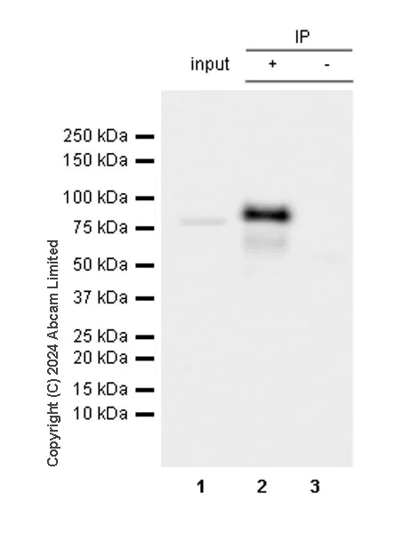 Immunoprecipitation - Anti-ARID3A antibody [EPR26964-29] - BSA and Azide free (AB324818)