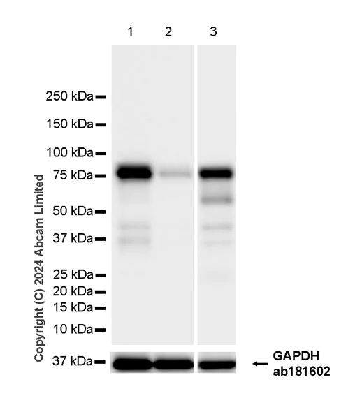 Western blot - Anti-ARID3A antibody [EPR26964-29] - BSA and Azide free (AB324818)