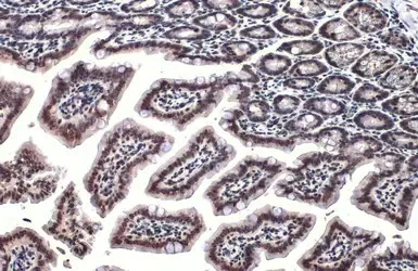 Immunohistochemistry (Formalin/PFA-fixed paraffin-embedded sections) - Anti-ARID5B antibody (AB226776)