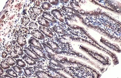 Immunohistochemistry (Formalin/PFA-fixed paraffin-embedded sections) - Anti-ARID5B antibody (AB226776)